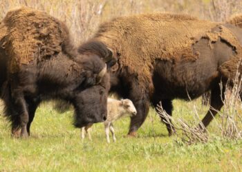 White calf may indicate natural genetic legacy of Yellowstone bison