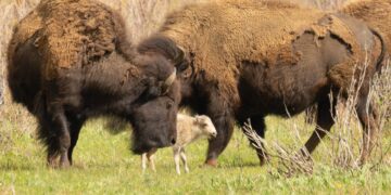 White calf may indicate natural genetic legacy of Yellowstone bison