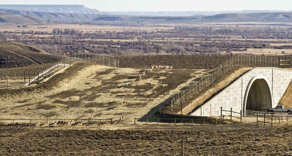 Visiting author, CLLC to discuss wildlife crossings 