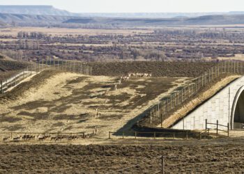 Visiting author, CLLC to discuss wildlife crossings 