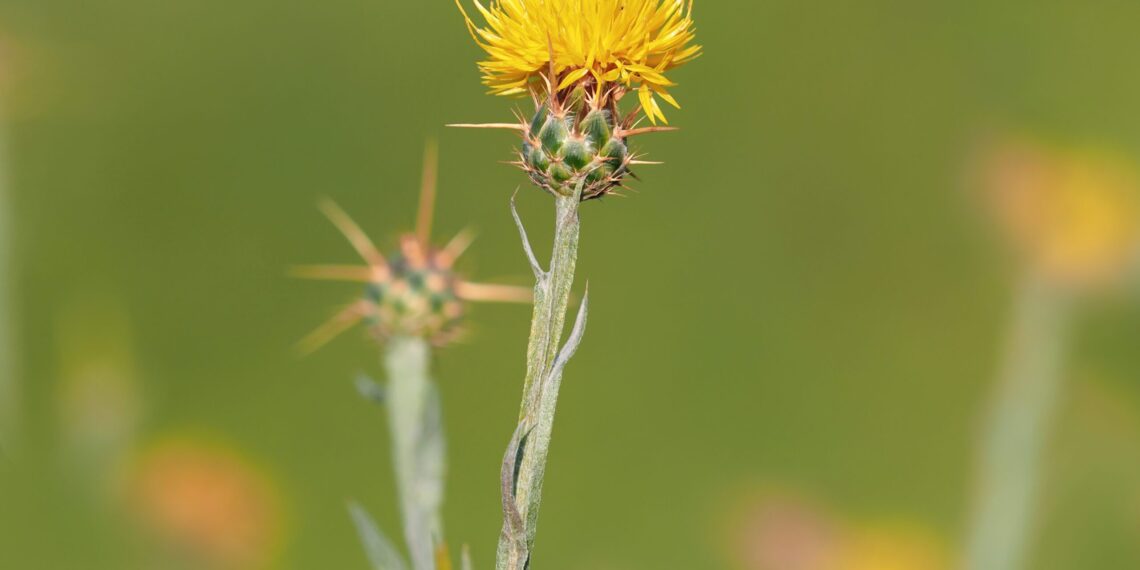 Dispatches from the Wild: Which invasive plants to focus on 