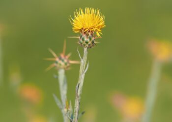 Dispatches from the Wild: Which invasive plants to focus on 