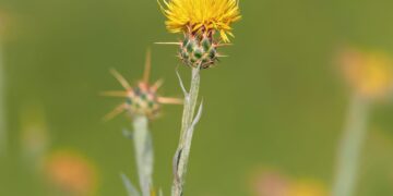 Dispatches from the Wild: Which invasive plants to focus on 