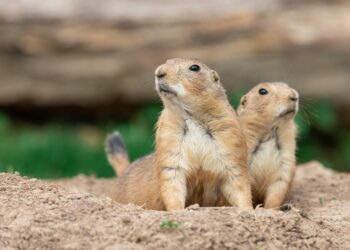 Dispatches from the Wild: How animals communicate