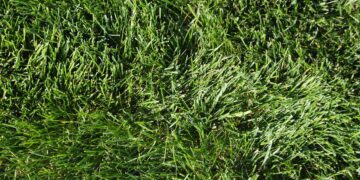 Turfgrass: Mismanaged and misunderstood 