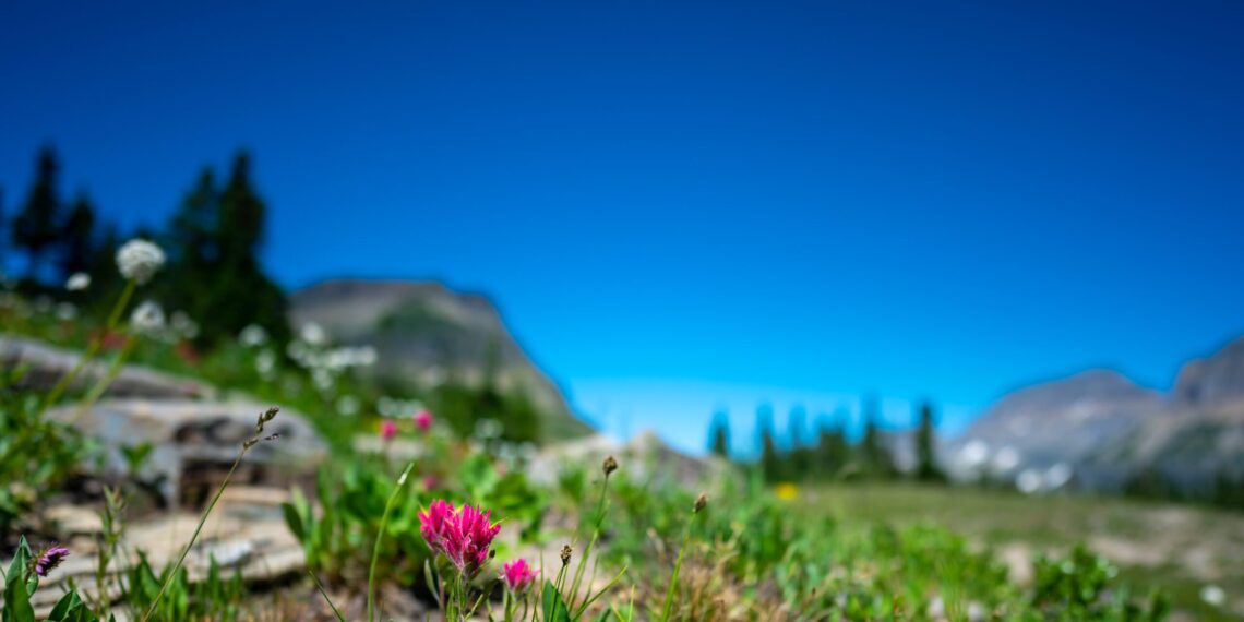 MSU and Museum of the Rockies to host lecture on native food history 