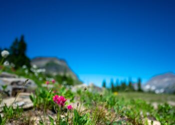 MSU and Museum of the Rockies to host lecture on native food history 