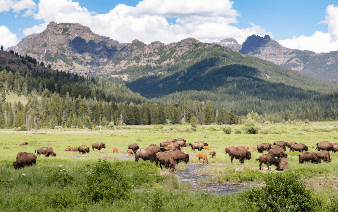 Decision made on bison management at Yellowstone National Park 