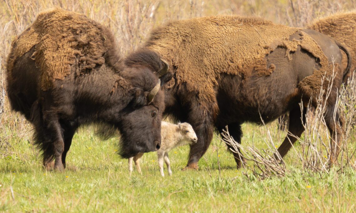 Dispatches from the Wild: The rarity, cultural significance of the white buffalo calf