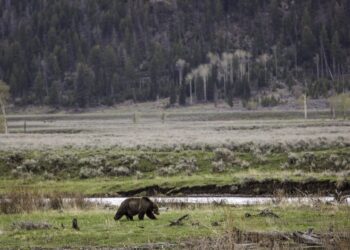 Dispatches from the Wild: Grizzlies on the move 