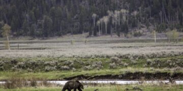 Dispatches from the Wild: Grizzlies on the move 