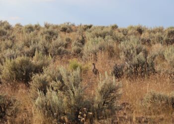 Dispatches from the Wild: Saving the Sagebrush Sea one species at a time 