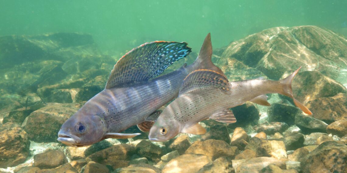 Arctic grayling get another chance at protection under Endangered Species Act 