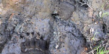 Gov. Gianforte proclaims September ‘Bear Aware Month,’ FWP schedules educational events