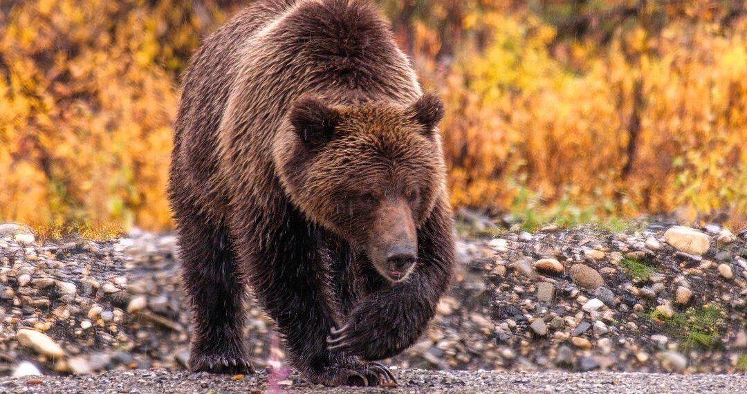 Bear Necessities: Staying bear-safe with bear boxes, bear bags and bear fences