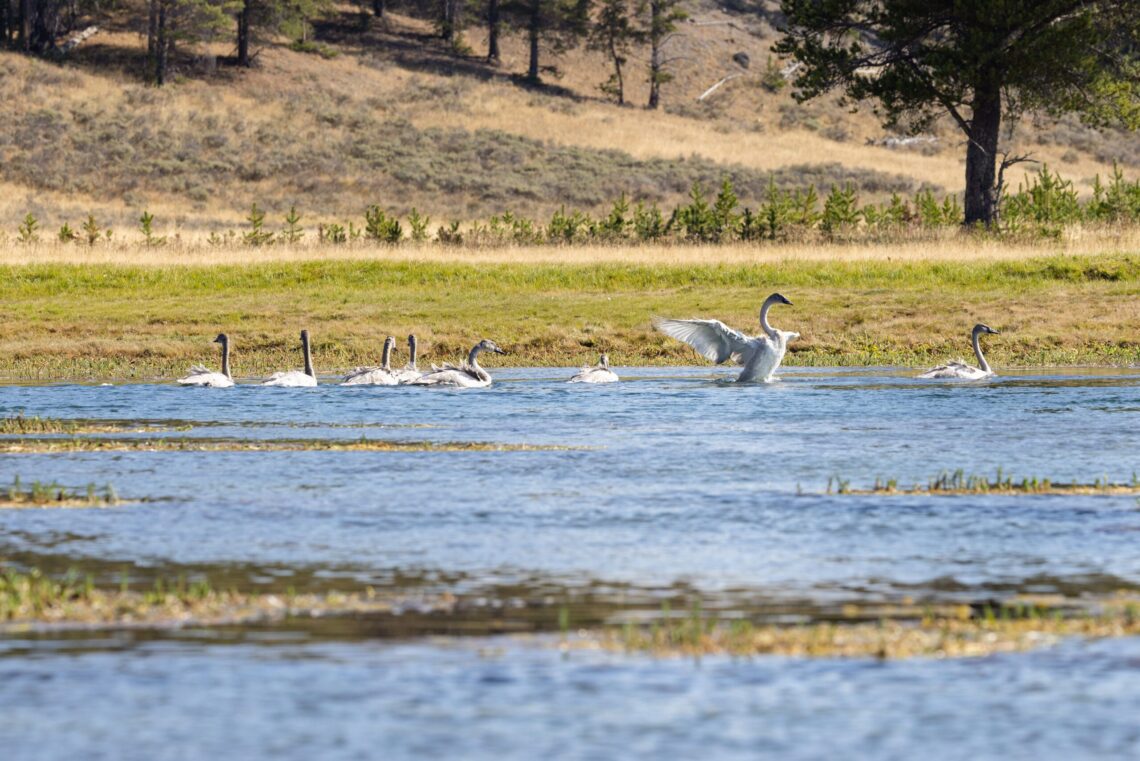 Dispatches from the Wild: The fluctuating populations of trumpeter swans