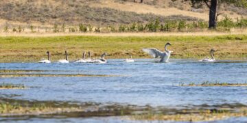 Dispatches from the Wild: The fluctuating populations of trumpeter swans 