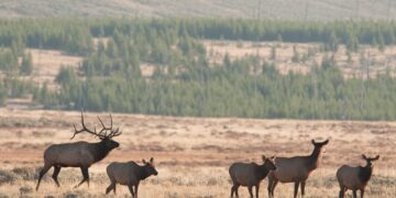 FWP releases hunting forecast for southwest Montana