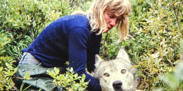 40 years of living with wolves