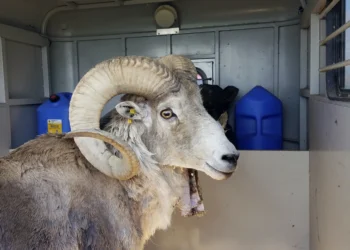 Montana man gets 6 months in prison for cloning giant sheep and breeding it 