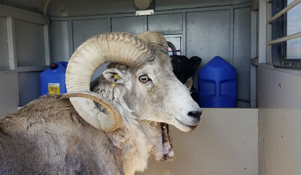 Montana man gets 6 months in prison for cloning giant sheep and breeding it 