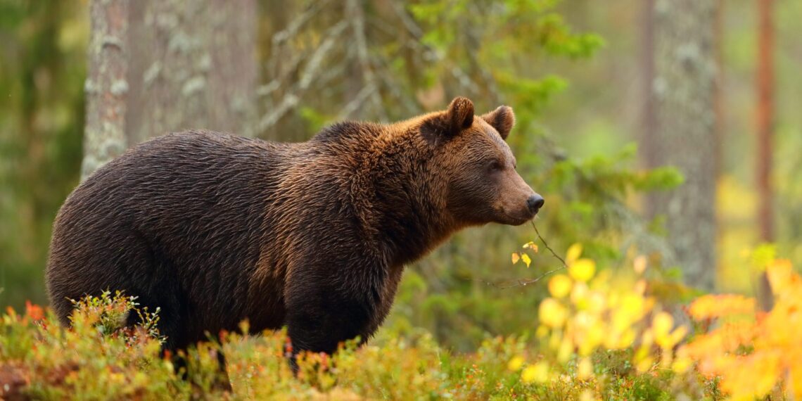 Leading wildlife experts to discuss future of grizzlies and wolves