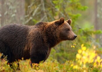 Leading wildlife experts to discuss future of grizzlies and wolves