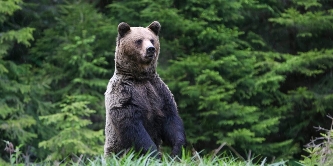 Dispatches from the Wild: Bear spray works better than pistols 