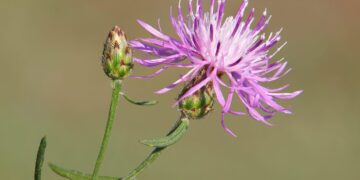 Dispatches from the Wild: An ode to spotted knapweed 