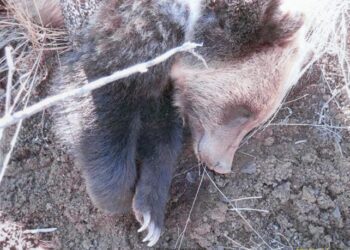 Yellowstone-region grizzlies are dying at a near-record pace. Managers aren’t alarmed. 