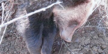 Yellowstone-region grizzlies are dying at a near-record pace. Managers aren’t alarmed. 