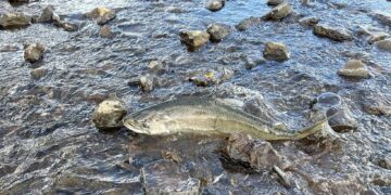 Salmon return to Oregon’s Klamath Basin after 112-year absence