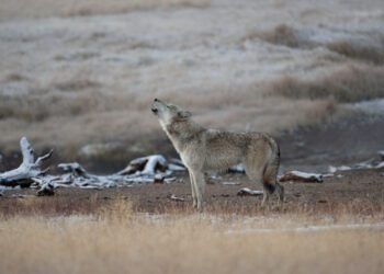 Wolf quota conundrum