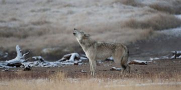 Wolf quota conundrum