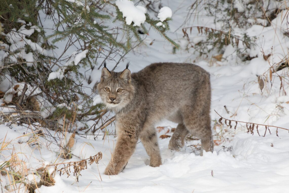 Federal wildlife officials adopt lynx recovery plan, propose changes to critical habitat designations 