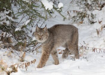 Federal wildlife officials adopt lynx recovery plan, propose changes to critical habitat designations 