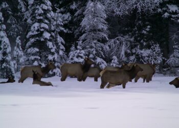 General hunting season ends with increased success in western regions, mixed results in east