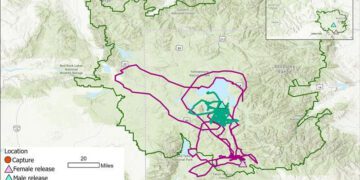 Translocated bears in Yellowstone ecosystem find new grounds 