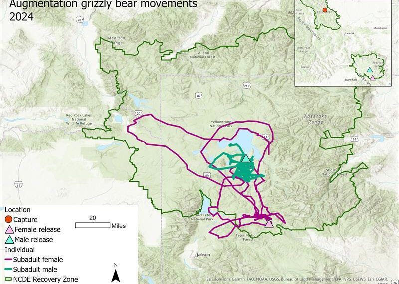 Translocated bears in Yellowstone ecosystem find new grounds 
