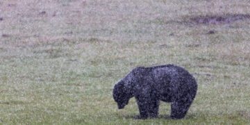 Dispatches from the Wild: Eliminating rules that protect black bears 