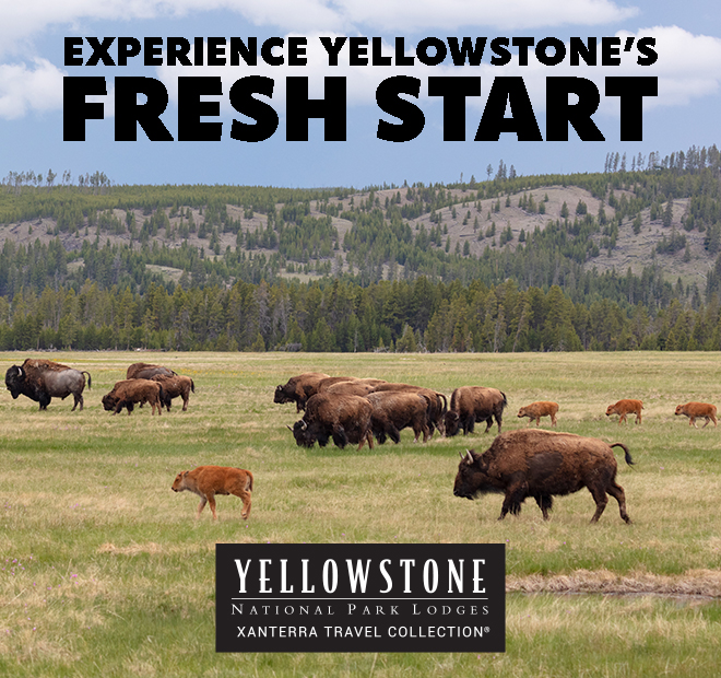 picture of a yellowstone buffalo with the words 