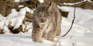 Dispatches from the Wild: USFWS backs Canada lynx recovery plan, proposes new critical habitat designations 