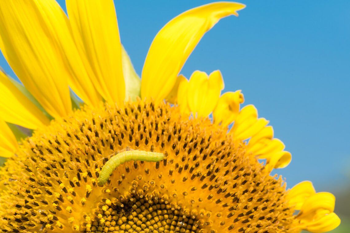 Dispatches from the Wild: Your own backyard national park