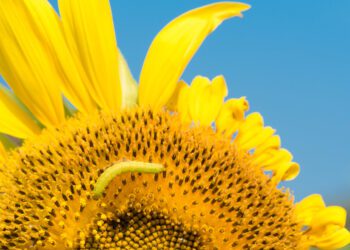 Dispatches from the Wild: Your own backyard national park 