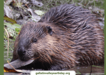 Gallatin Valley Earth Day series talks kick off this month