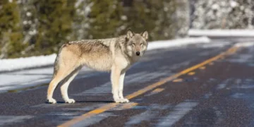Fury over Wyoming wolf torture allegations sparks demands for steeper penalties, reform