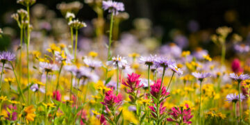 ‘Enchanted Garden’ gala to support psychiatric services at Bozeman Health 
