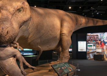 Museum of the Rockies welcomes most complete T. rex ever discovered