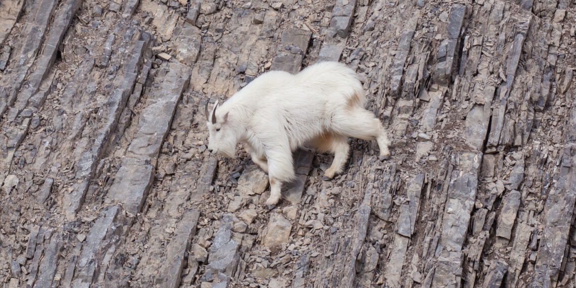 Bozeman library talk to discuss Montana mountain goats 