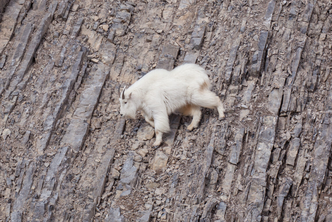 Bozeman library talk to discuss Montana mountain goats 